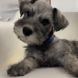 Biggie - Salt and pepper male Miniature Schnauzer puppy in San Diego, California from KMS-Miniature Schnauzers