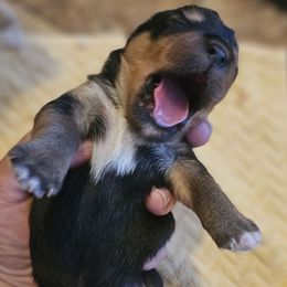 Chunk - Black and tan male Yorkshire Terrier puppy in Greer, South Carolina from Mischief Managed Farm
