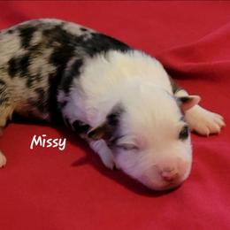 Missy - Blue merle female Miniature Australian Shepherd puppy in Waxhaw, North Carolina from Cane Creek Aussies