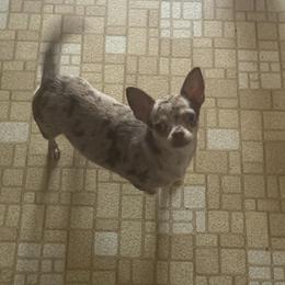 Sassy - Merle female Chihuahua puppy in Breese, Illinois from Casey's Chihuahuas