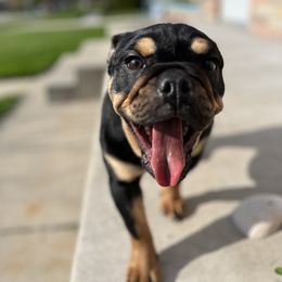 Bulldog Puppies from Castle Manor Bulldogs
