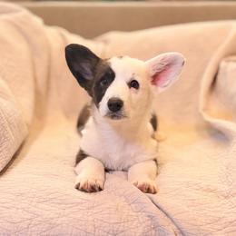 Cardigan Welsh Corgi Puppies from KaloKalo Cardigans