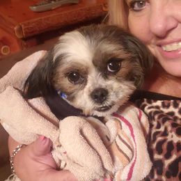 Chappy - Shih Tzu