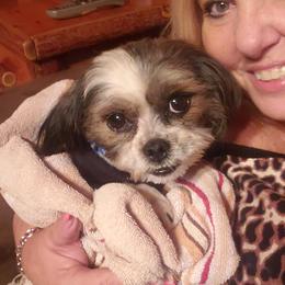 Chappy - Shih Tzu