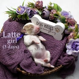 Latte PURPLE COLLAR girl 3500 - Parti female Goldendoodle puppy in Corona, California from Fluffy Puppy Mini Doodles LLC