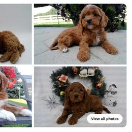 Cavalier King Charles Spaniels, Goldendoodles, and Golden Retrievers from Outback Puppies
