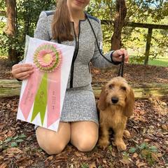 Basset Fauve de Bretagne and German Wirehaired Pointer Puppies from Afterhours German Wirehaired Pointers and Basset Fauve de Bretagne