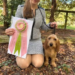 Basset Fauve de Bretagne and German Wirehaired Pointer Puppies from Afterhours German Wirehaired Pointers and Basset Fauve de Bretagne