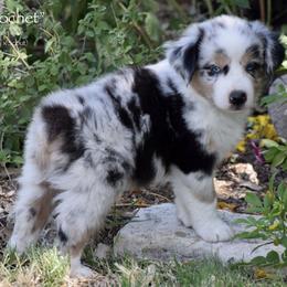 Ricochet - Blue merle male Miniature Australian Shepherd puppy in Evant, Texas from Lazy VT Bar Ranch