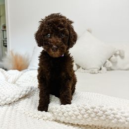 Chocolate Mocha - Chocolate female Goldendoodle puppy in Montgomery, Texas from Dacus Doodles