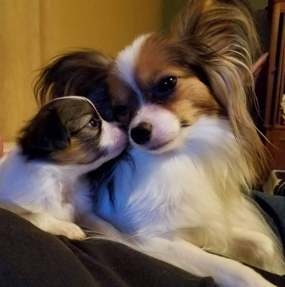 Fairytail Papillon's & Phalene's in Texas | Papillon puppies