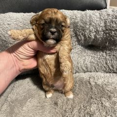 Shichon Puppies from Teddy Bear Cuddles