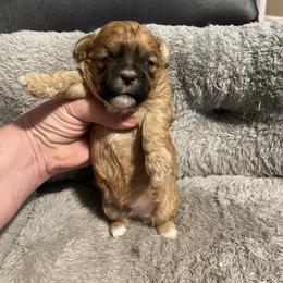 Shichon Puppies from Teddy Bear Cuddles