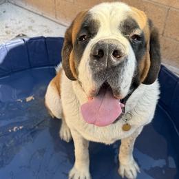 Saint Bernard puppies from Thunder Keg St. Bernards