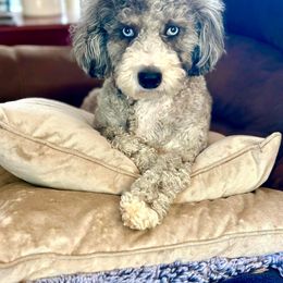 Aussiedoodle and Bernedoodle Puppies from LolliPop Farms
