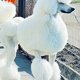 Poodles from NyZu