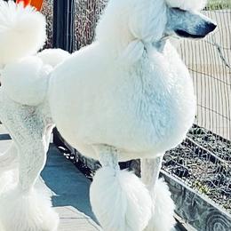 Poodles from NyZu