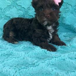 Dove (White) - Chocolate, tan and white female Yorkshire Terrier puppy in Parkersburg, West Virginia from Chocolate Diamonds in the RUFF
