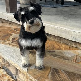 Sage - Miniature Schnauzer
