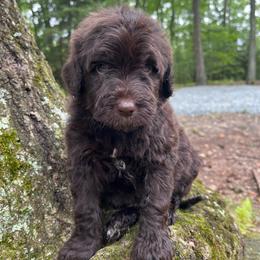 Rufus - Chocolate male Goldendoodle puppy in New Ringgold, Pennsylvania from Hawk Mountain Doodles