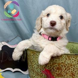 Dumplin' - Caramel cream female Labradoodle puppy in Bowman, Georgia from Companion Creek Farm