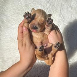 Girl 5 - Dark golden female Golden Retriever puppy in Plant City, Florida from All shades Golden