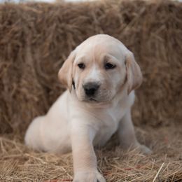 Dilute Retriever Puppies from Prairie Hills Labs