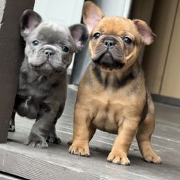 French Bulldog Puppies from Clay Acres Frenchies