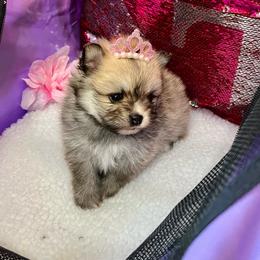 Hazel - Chocolate female Pomeranian puppy in Green Cove Springs, Florida from Natasha's Ark of Joy