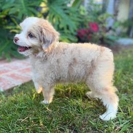 Diva - Red tri-color female Aussiedoodle puppy in Los Angeles, California from LA’s Favorite Puppies