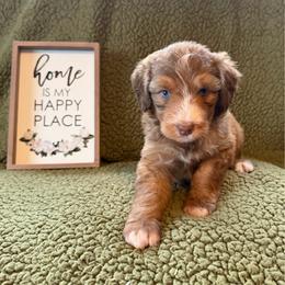 Mum - Sable female Aussiedoodle puppy in Ellenburg Center, New York from Kristin's Puppies