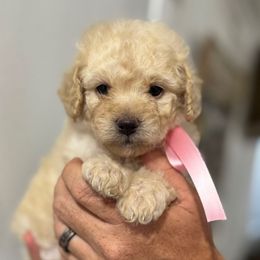 Ivy - Cream female Cavapoo puppy in Ville Platte, Louisiana from The Barkery