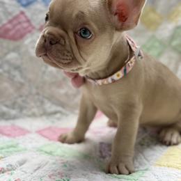 Rosie - Blue fawn female French Bulldog puppy in Paso Robles, California from Laurelwood Frenchies CA