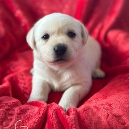 Yellow Collar - Labrador Retriever puppy from Southern Sunshine Labradors