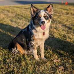 Ava - Australian Shepherd
