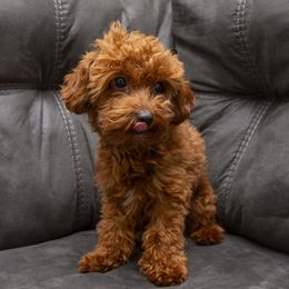 Phoenix - Goldendoodle