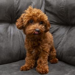 Phoenix - Goldendoodle