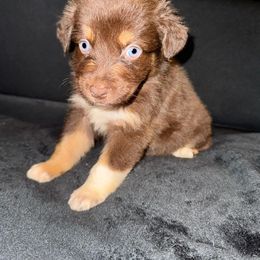 Girl 2 - Red tri-color Australian Shepherd puppy in Paint Rock, Alabama from Kotah’s Kennels