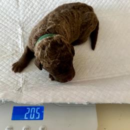Green collar - Brown male Chesapeake Bay Retriever puppy in North Port, Florida from Whispering Oak Chesapeakes