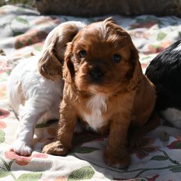 Cavalier King Charles Spaniel Puppies from Critter's Cottage Cavaliers
