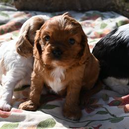 Cavalier King Charles Spaniel Puppies from Critter's Cottage Cavaliers