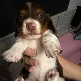 AKC Olaf - Piebald male Dachshund puppy in Erie, Michigan from Champagne’s Grinch Toe’d Dachshunds