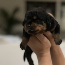 Rottweiler Puppies from GrowlHausRotts
