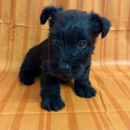 Male 1 - Black male Scottish Terrier puppy in Scurry, Texas from Starlight Scotties of Texas