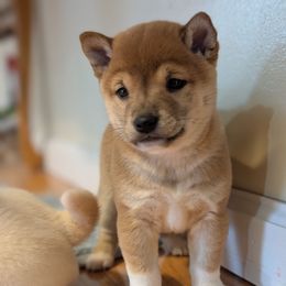Anna - Red female Shiba Inu puppy in Warren County, New Jersey from Yellow Gate Kennel
