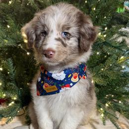 Cedar - Red merle male Aussiedoodle puppy in Buffalo, Illinois from Pear Tree Pups
