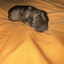 Girl 3 - Salt and pepper female Miniature Schnauzer puppy in Watauga, Texas from Sissy’s Schnauzers