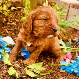 Bluey - Red female Cavapoo puppy in Colorado Springs, Colorado from Blue Cottage Farm Cavapoos