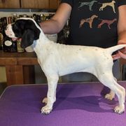 Girl 3 - Black and white Pointer puppy in Manhattan, Illinois from Monarch Pointers & Cockers