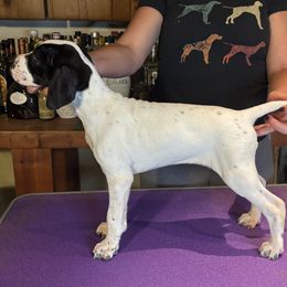 Girl 3 - Black and white Pointer puppy in Manhattan, Illinois from Monarch Pointers & Cockers